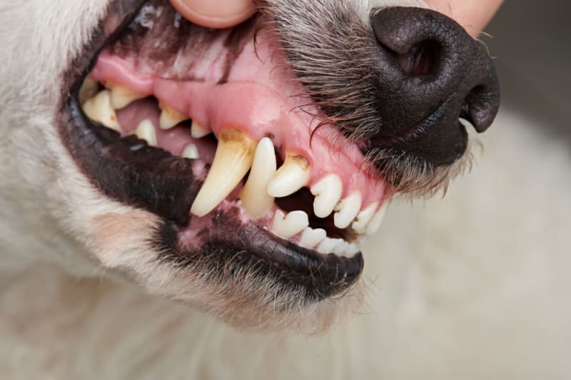 Extracted Dog Tooth What to Expect from Your Dog's Tooth Extraction, Seattle Vets
