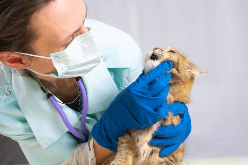 Why Does My Cat's Breath Smell Bad? Monroe Vets