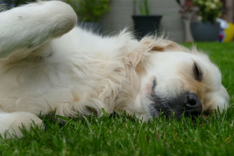 Dog Stops Walking and Won't Move! Reasons & What To Do Vancouver Vets