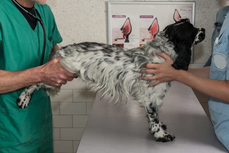 View of Joint Pain in Dogs - Signs, Causes & Treatment | Kent Vets