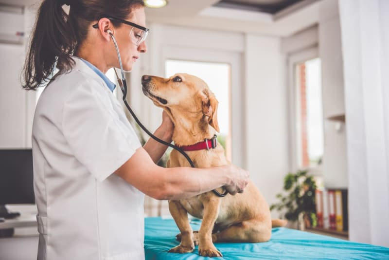 How Often Should I Take My Dog To The Vet? Santa Rosa Vets