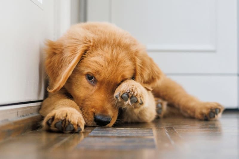 Puppy Knuckling Santa Barbara Vets