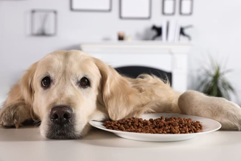 Pet Eating Problems Why Won't My Dog Eat? Plains Vets