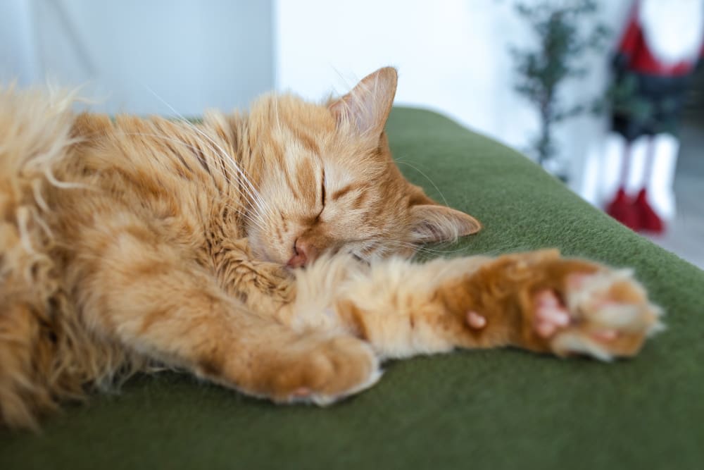 Why is my cat sleeping so much?