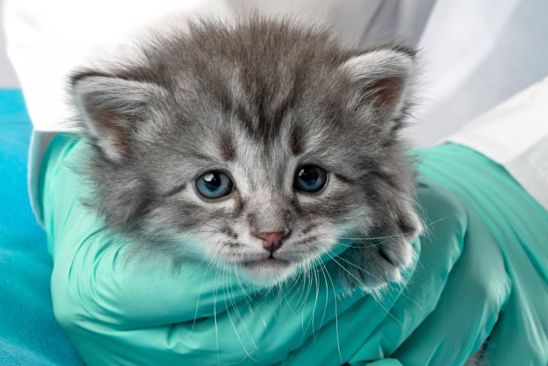When to Spay or Neuter a Kitten | Nashville Vet