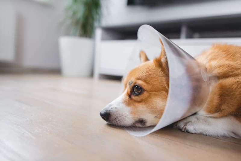 Getting Your Dog Fixed: Spaying or Neutering Your Dog | West Chester Vets