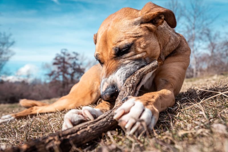 Picture of Dogs Eating Grass: Is my dog poisoned? | Wake Forest Vets