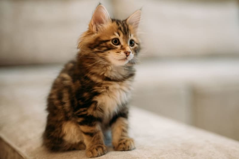 Leaving a Kitten Alone at Home for the First Time How to Prepare