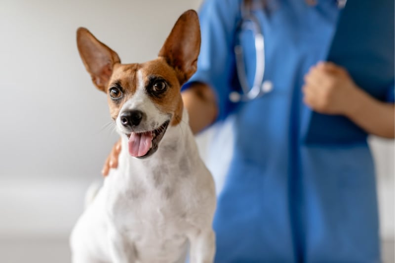 Intestinal Blockage Surgery for Dogs Snellville Vets