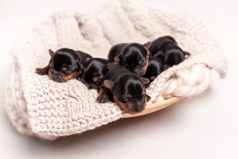 How much does a dog Csection cost? Does my dog need one