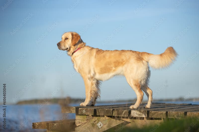 Bladder Infections in Dogs What You Need to Know San Jose Vets