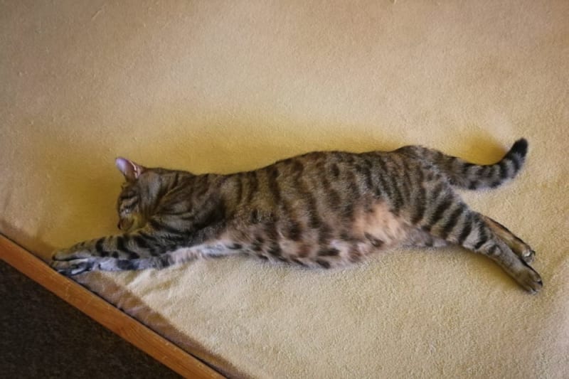 How Long How Do U Know When A Cat Is Pregnant Hot Can Cats Get Morning