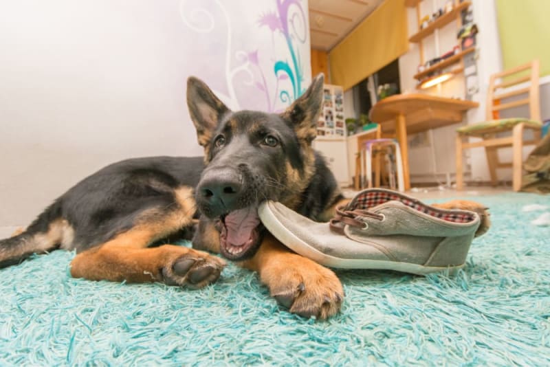 Why Does My Dog Eat Everything? Kent Vets