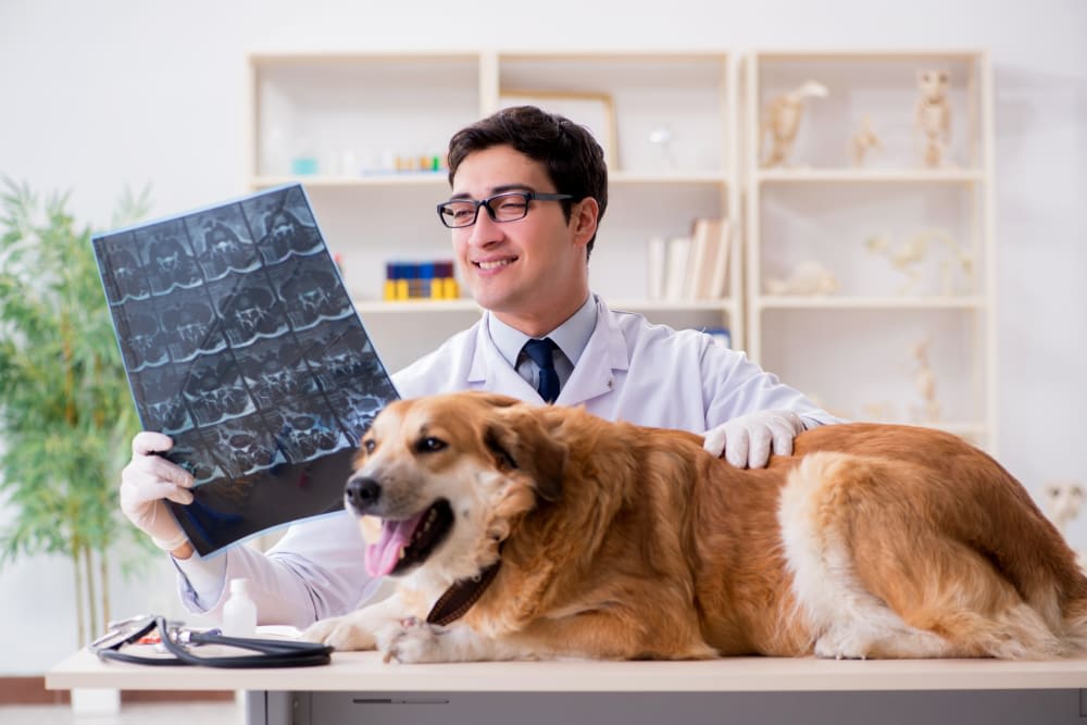 Diagnostic Imaging: X-rays & CT Scans for Dogs & Cats
