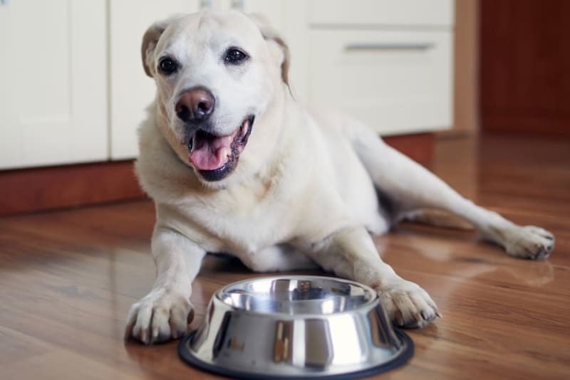Best Dog Food for Senior Dogs | Danbury Vet
