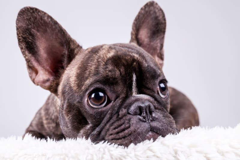 How Long Do French Bulldogs Live? | Santa Rosa Vets