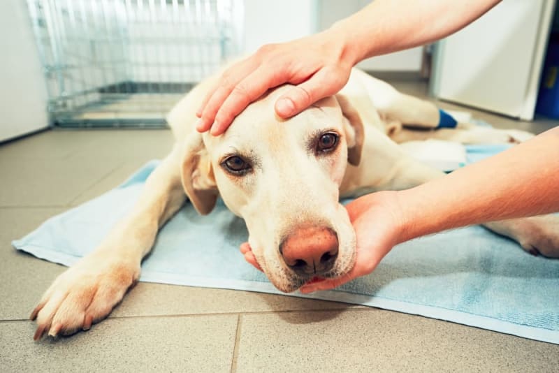 canine pancreatic cancer diet